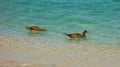 Booby birds bobbing in the caribbean sea Royalty Free Stock Photo