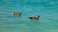 Booby birds bobbing in the caribbean sea Royalty Free Stock Photo