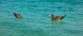 Booby birds bobbing in the caribbean sea Royalty Free Stock Photo