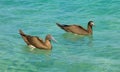 Booby birds bobbing in the caribbean sea Royalty Free Stock Photo