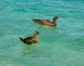 Booby birds bobbing in the caribbean sea Royalty Free Stock Photo