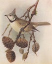 Vintage illustration of a Crested Titmouse bird