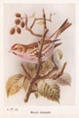 Vintage illustration of a Mealy Redpoll bird