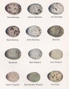 Vintage illustration of bird eggs