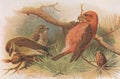 Vintage illustration of Crossbill bird Royalty Free Stock Photo