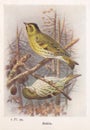 Vintage illustration of Siskin birds