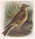 Vintage illustration of a Skylark bird Royalty Free Stock Photo