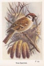 Vintage illustration of a Tree-Sparrow bird