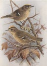 Vintage illustration of Goldcrest birds