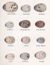 Vintage illustration of bird eggs Royalty Free Stock Photo