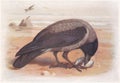 Vintage illustration of a Hooded Crow bird