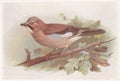 Vintage illustration of a Jay bird