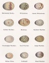 Vintage illustration of bird eggs