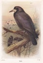 Vintage illustration of a Rook bird