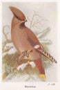 Vintage illustration of a Waxwing bird