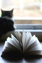 Book and Cat Royalty Free Stock Photo