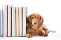 Book end puppy