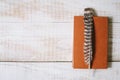 Book and feather lie on a wooden table. top view. layflat Royalty Free Stock Photo