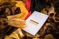 The book of German constitution basic law on flag of federal republic of Germany and fall autumn leaves