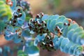 Book-leaf mallee plant Royalty Free Stock Photo