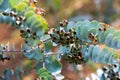 Book-leaf mallee plant Royalty Free Stock Photo