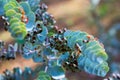 Book-leaf mallee plant Royalty Free Stock Photo