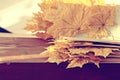 Book pages with dry autumn leaves Royalty Free Stock Photo