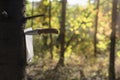 Book pages stuck into a tree with a knife Royalty Free Stock Photo