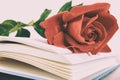 Book and red rose on pages of book on white background Royalty Free Stock Photo