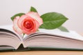 Book and rose flower - card with education concept and reading books motivation Royalty Free Stock Photo