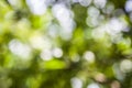 Booked Blur Abstract Background. Green leaves Summer Spring Background. Focus Bokeh Background. Royalty Free Stock Photo