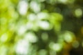 Booked Blur Abstract Background. Green leaves Summer Spring Background. Focus Bokeh Background. Royalty Free Stock Photo