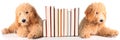 Bookend puppies Royalty Free Stock Photo