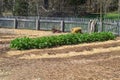 Booker T. Washington National Monument, Vegetable Garden