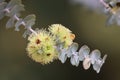 Bookleaf mallee flower Eucalyptus Kruseana Myrtaceae Western Australia Royalty Free Stock Photo