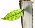 Bookmark