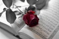 A red rose of love over the open Koran