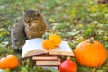 books and cat.Books, pumpkins set, autumn leaves and sulfur emotional cat in the autumn garden.Back to school. Scientist