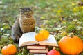 Books, pumpkins set, autumn leaves and sulfur emotional cat in the autumn garden.Back to school. Scientist cat. Emotions