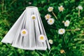 Books about spring and summer. Chamomiles in the pages of books on green grass. Royalty Free Stock Photo