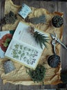 Books, succulent, decoupage pot on gardening stilllife