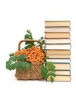 books and wicker basket with red rowan berries on a white background Royalty Free Stock Photo
