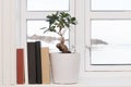 Books windowsill plant