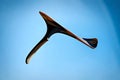 A boomerang in flight