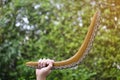 Boomerang in male hand on green background