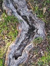 Boomerang shaped tree root