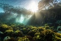 booming kelp forest with hundreds of species, including fish, crustaceans and echinoderms