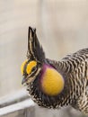 A booming Male Greater Prairie chicken in the spring