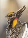 A booming Male Greater Prairie chicken in the spring