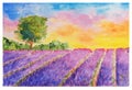 Booming Violet Lavender Field and Single Tree at Sunset